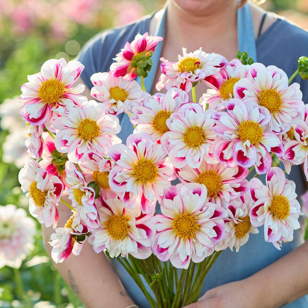 Dahlia 'Bumble Rumble'